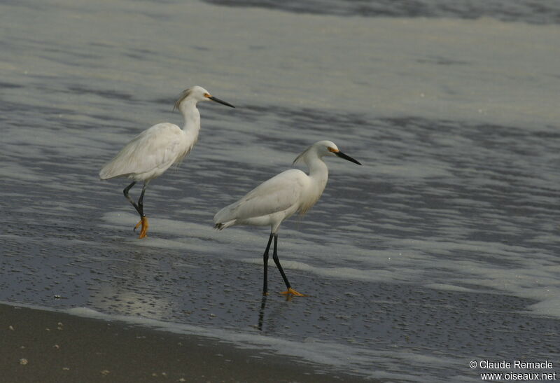 Aigrette garzetteadulte nuptial, identification