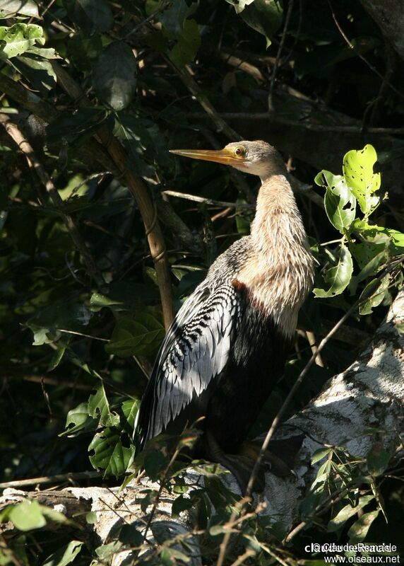 Anhinga d'Amérique femelle adulte nuptial, identification