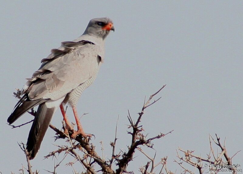 Autour chanteuradulte, identification