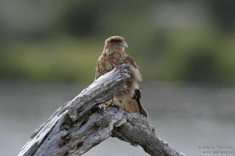 Caracara chimangoadulte nuptial, identification