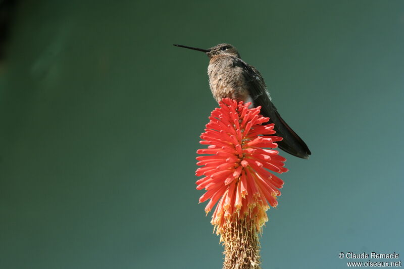 Colibri géantadulte, identification