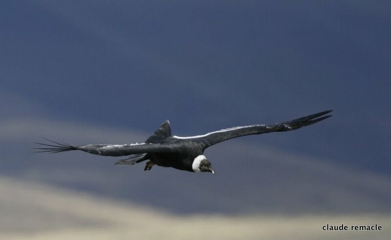 Condor des Andes, identification