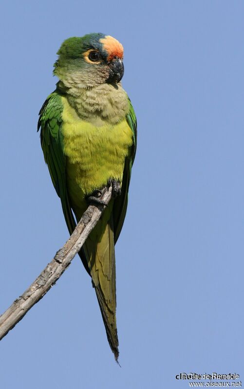 Conure couronnéeadulte nuptial, identification