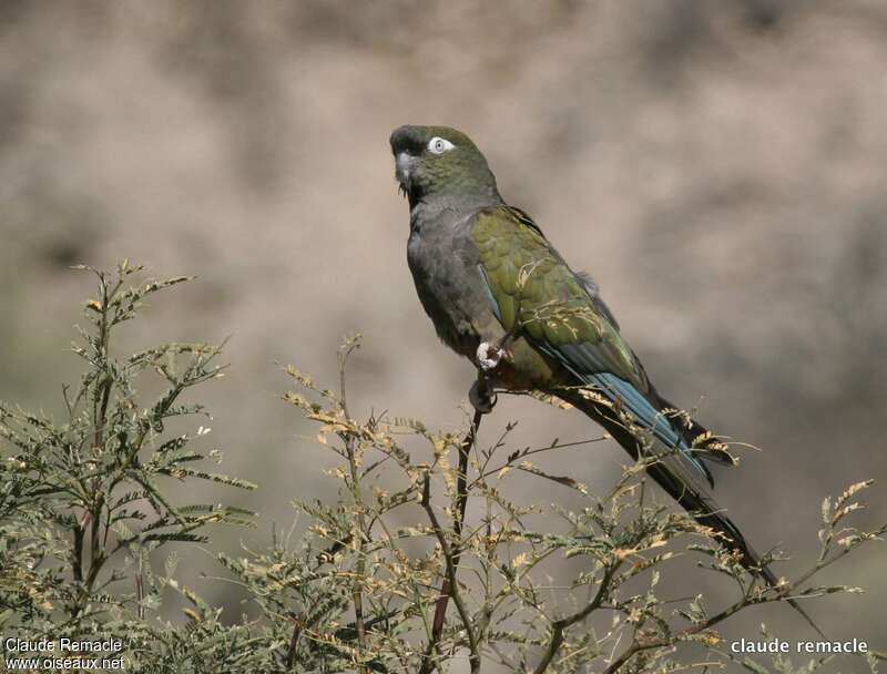 Conure de Patagonieadulte, identification