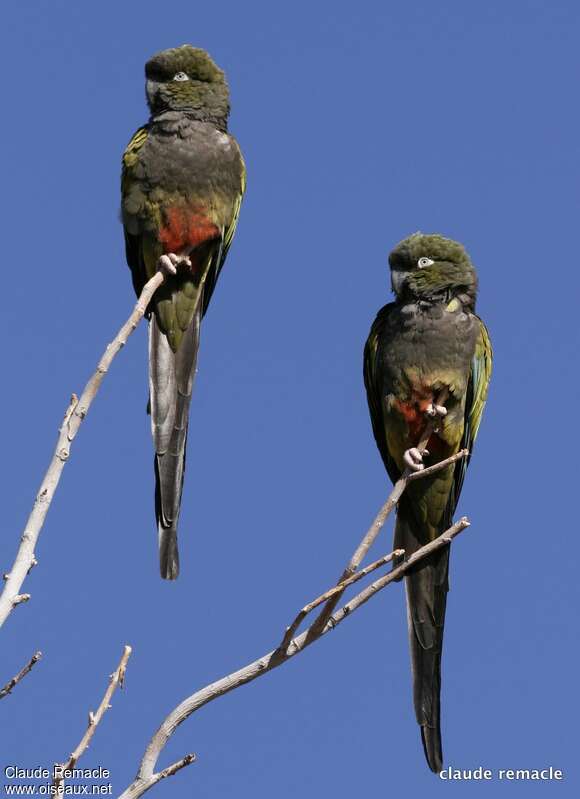 Conure de Patagonieadulte, identification