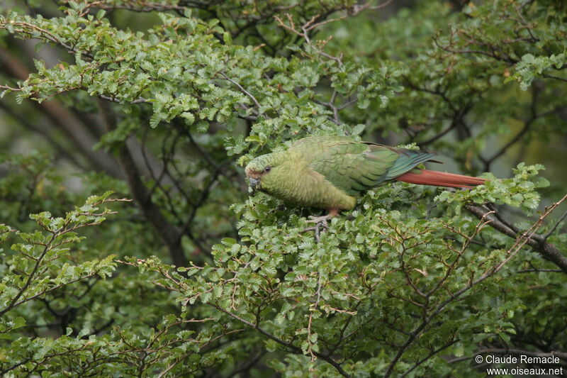 Conure magellaniqueadulte, habitat