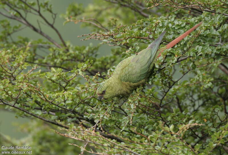 Conure magellaniqueadulte, camouflage, régime, Comportement