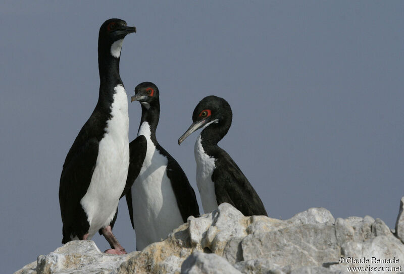 Cormoran de Bougainville adulte nuptial, identification