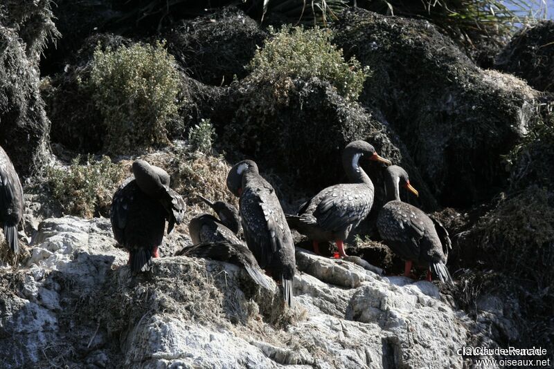 Cormoran de Gaimardadulte nuptial, identification