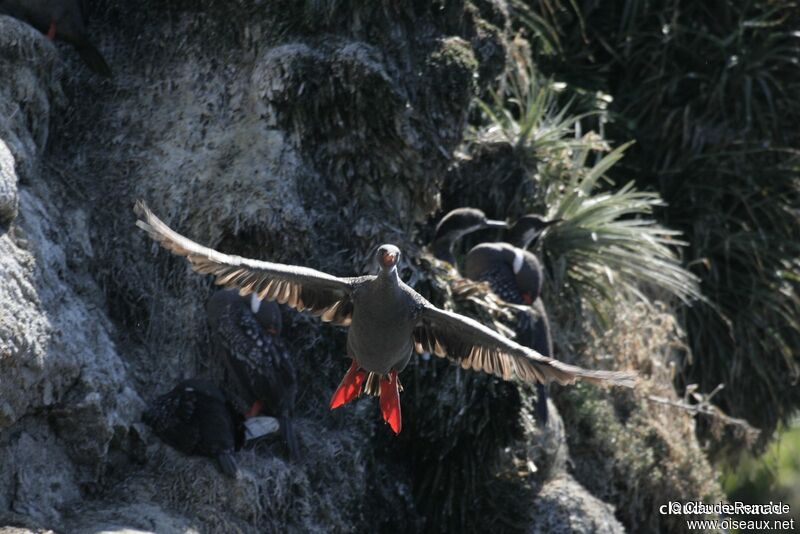 Cormoran de Gaimardadulte nuptial, Vol