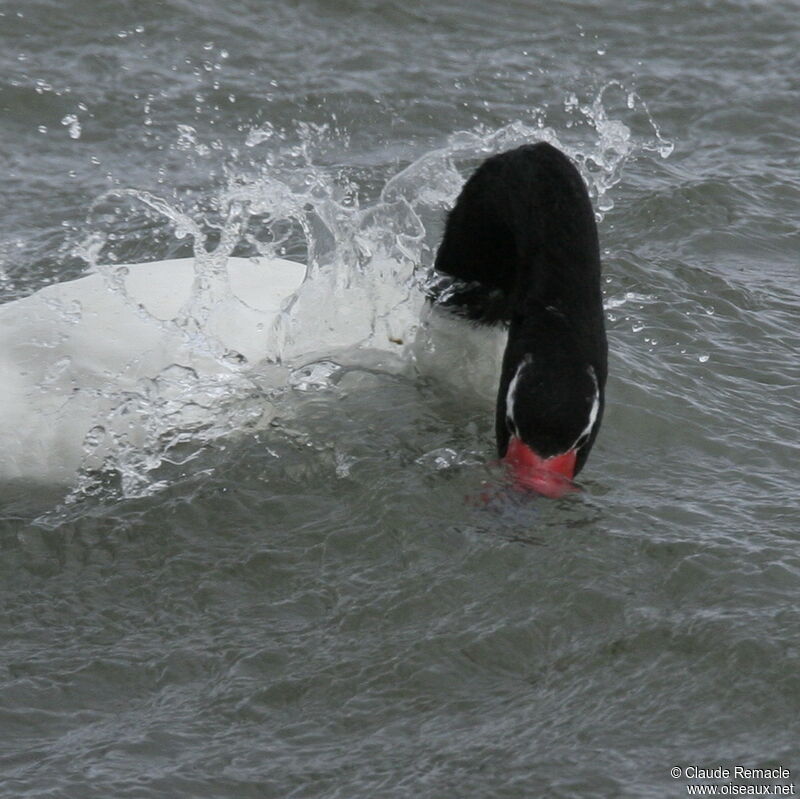 Cygne à cou noiradulte, Comportement