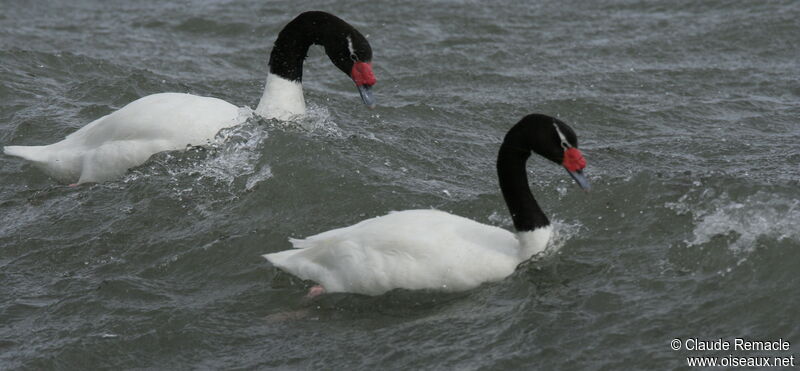 Cygne à cou noiradulte, identification