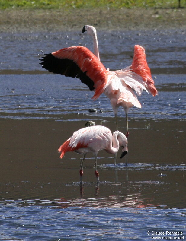 Flamant du Chiliadulte nuptial, identification