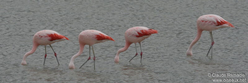 Flamant du Chiliadulte, identification