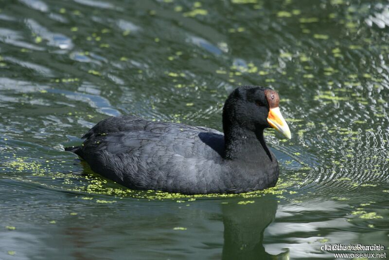 Foulque ardoiséeadulte nuptial, identification