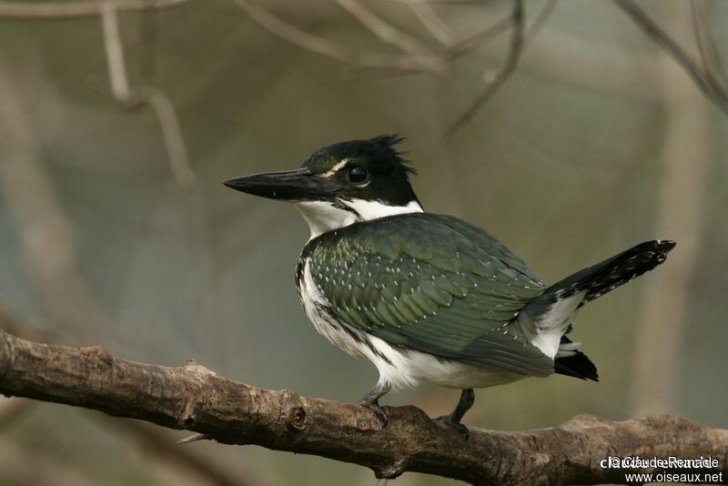 Martin-pêcheur d'Amazonie femelle adulte, identification