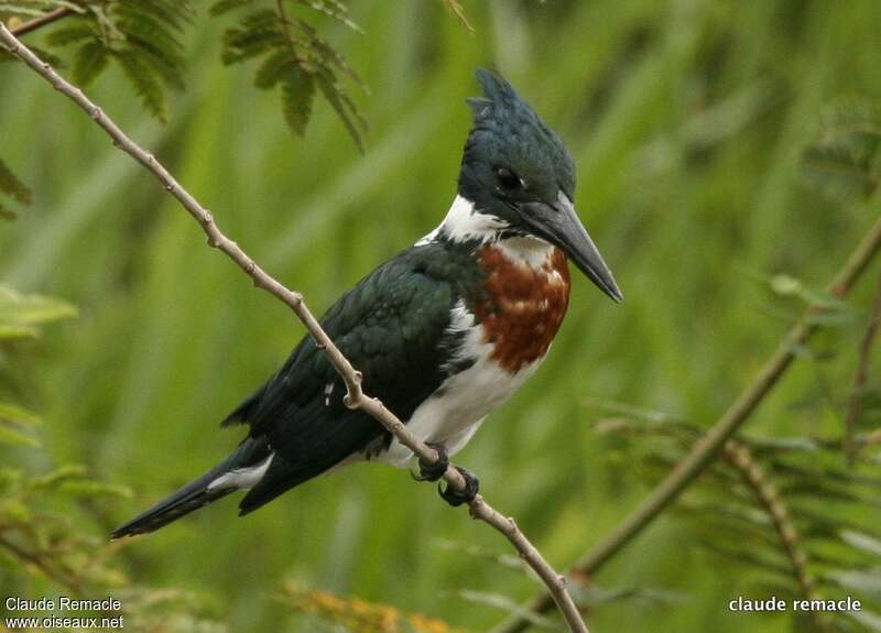 Martin-pêcheur d'Amazonie mâle adulte, identification