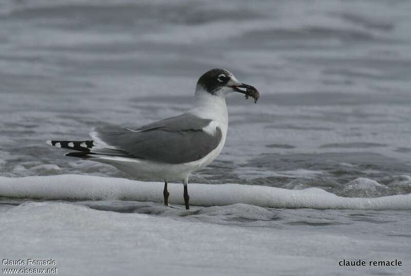 Mouette de Franklinadulte internuptial, régime