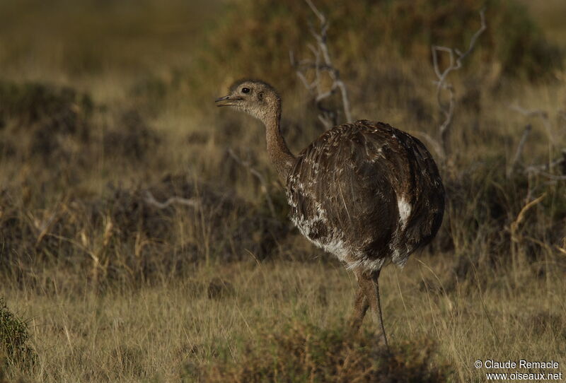 Nandou de Darwinadulte, identification