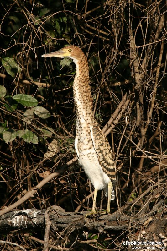 Onoré rayéjuvénile, identification