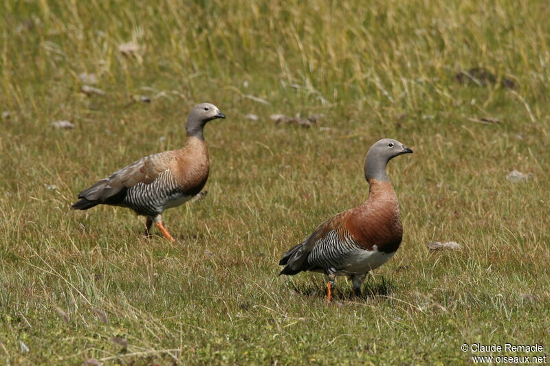 Ouette à tête grise adulte nuptial, identification