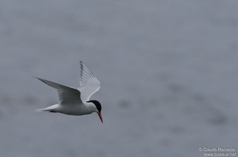 South American Ternadult breeding, identification, Behaviour