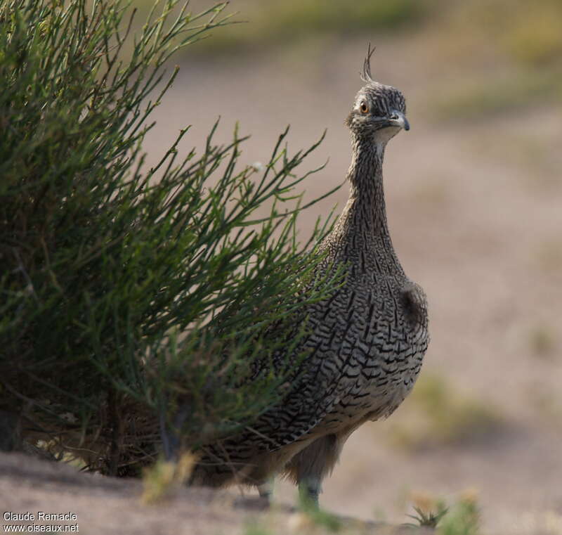 Tinamou élégantadulte, Comportement