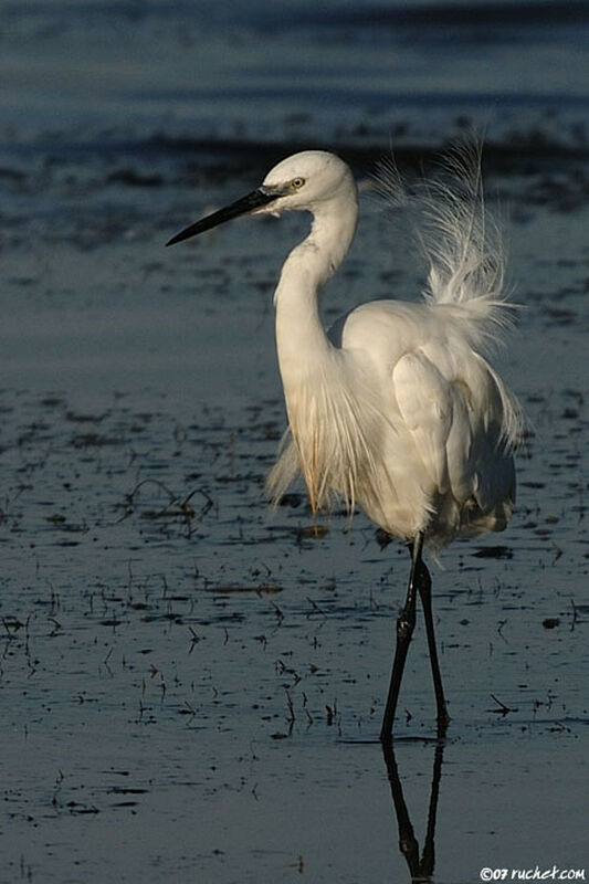 Little Egret