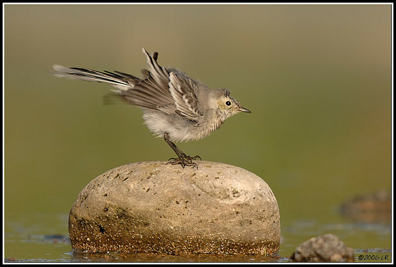 White Wagtail