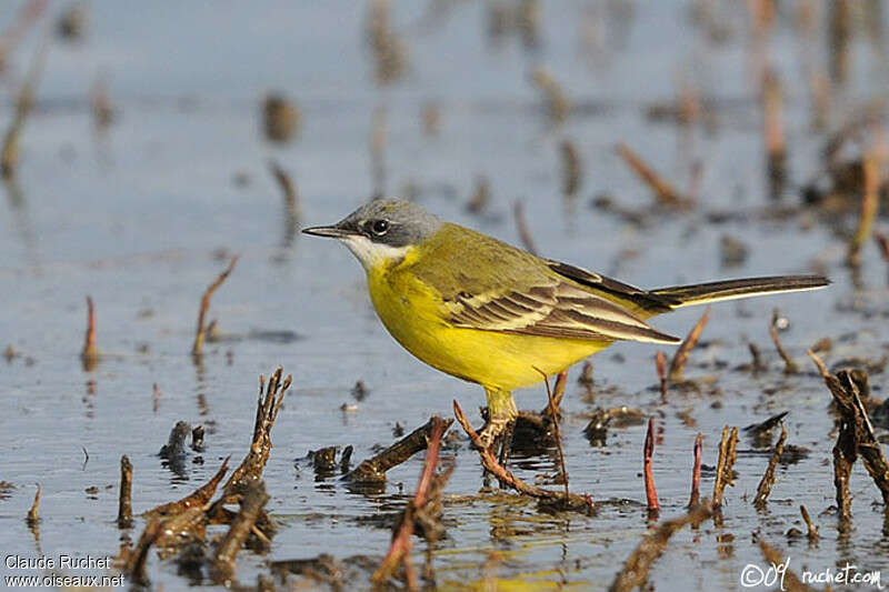 Western Yellow Wagtail male adult, identification