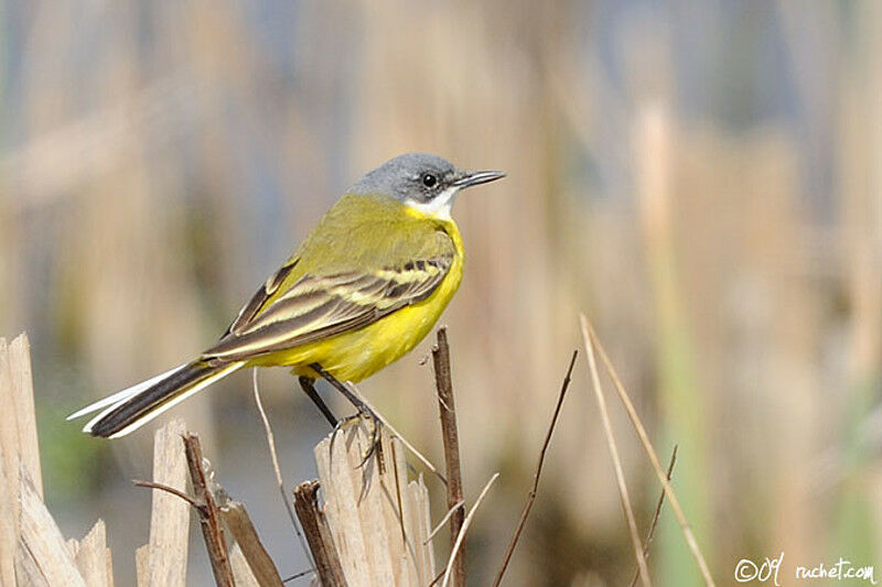 Western Yellow Wagtail, identification