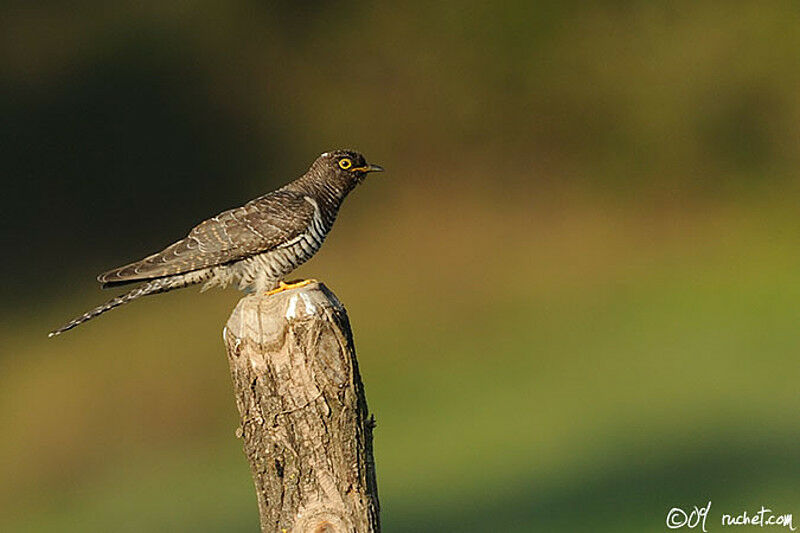 Common CuckooFirst year, identification