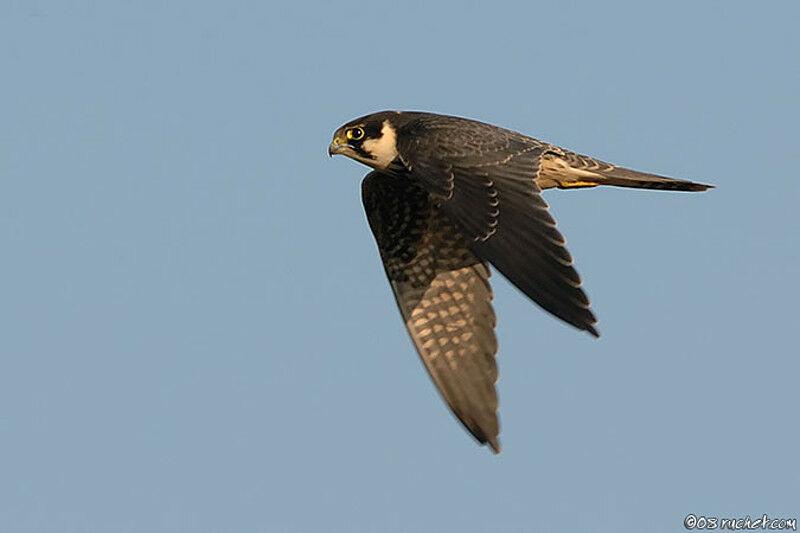 Eurasian Hobby, Flight