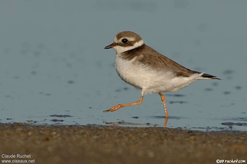 Common Ringed PloverFirst year, identification, walking