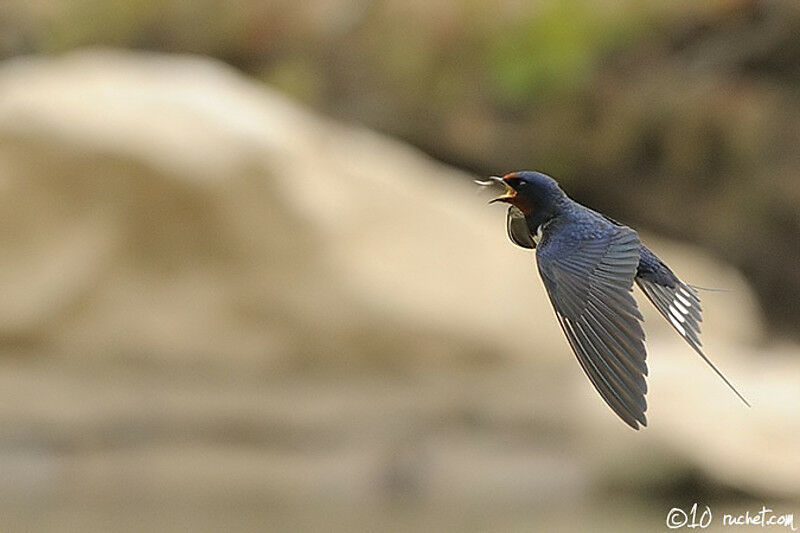 Hirondelle rustique, Vol