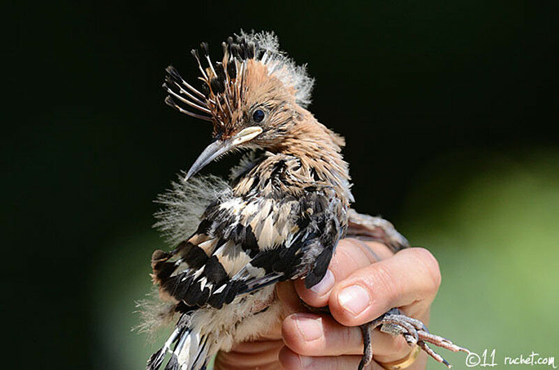 Eurasian HoopoeFirst year, identification, Reproduction-nesting