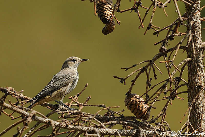 Common Rock Thrush