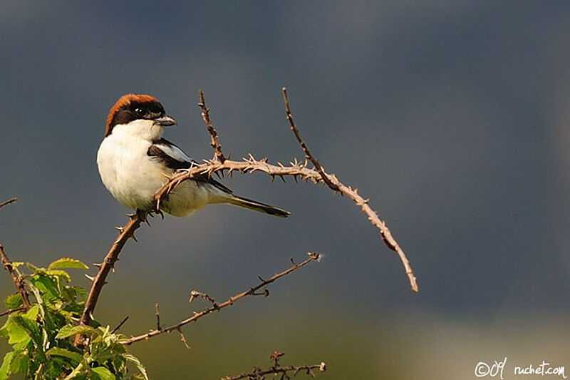 Woodchat Shrike