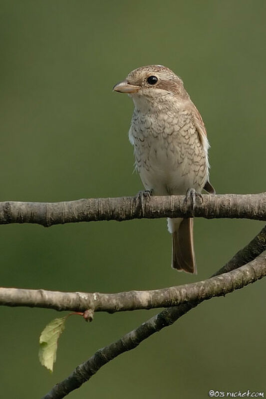 Red-backed ShrikeFirst year, identification