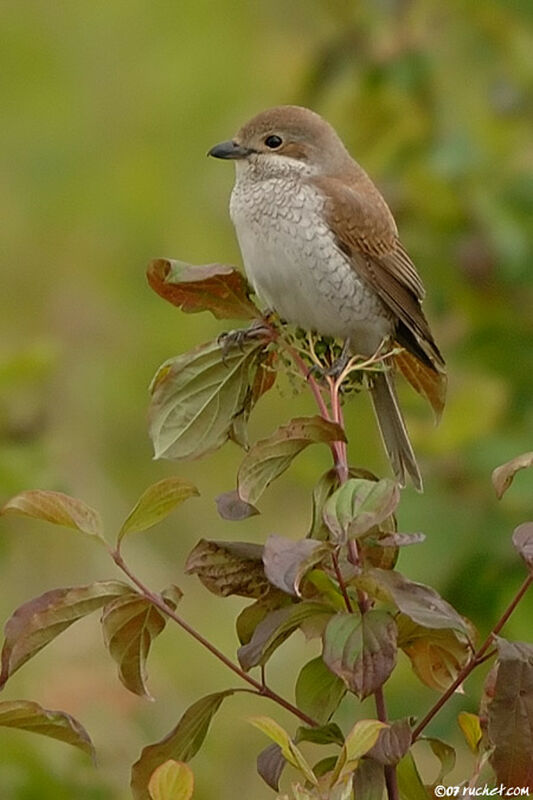 Red-backed Shrike female adult, identification