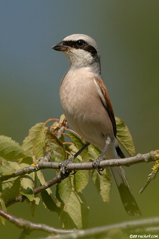 Red-backed Shrike male adult, identification