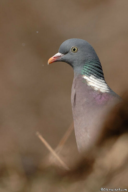 Common Wood Pigeon