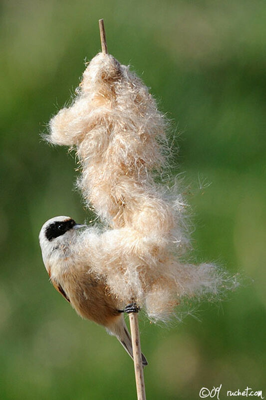 Rémiz penduline, régime