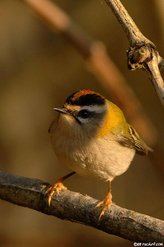 Common Firecrest male adult