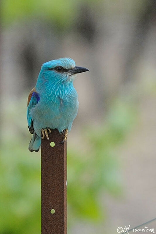 European Roller