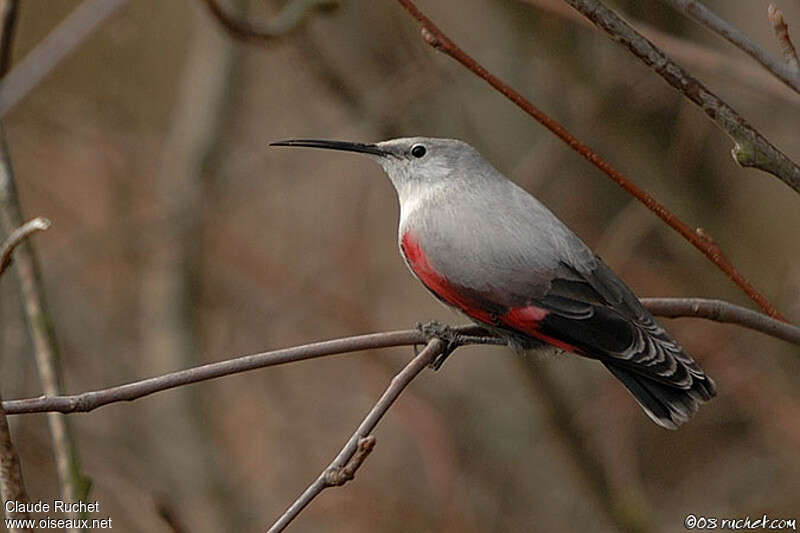 Wallcreeper, Behaviour