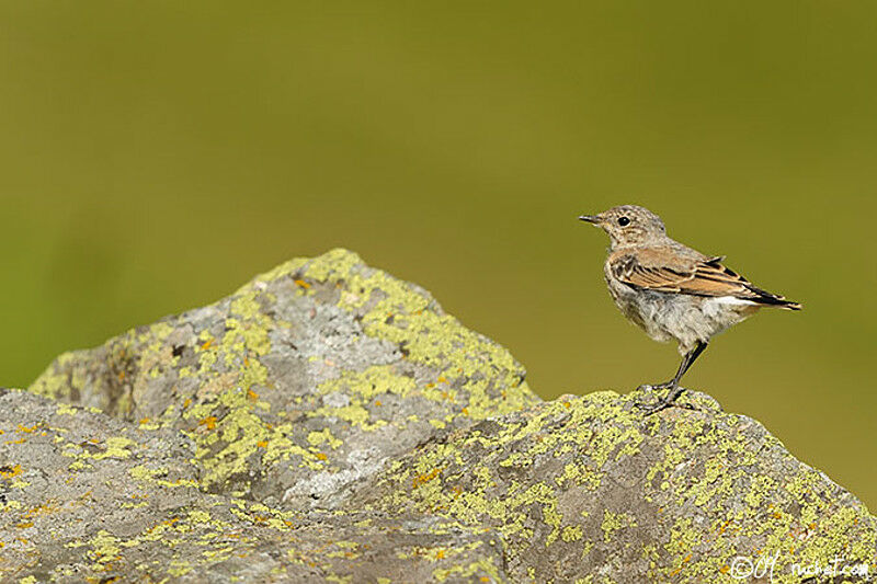 Northern Wheatearjuvenile