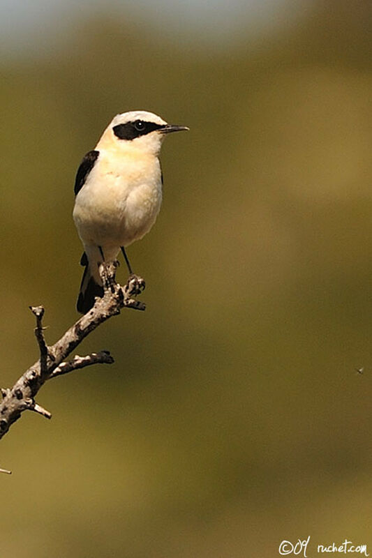 Western Black-eared Wheatear, identification