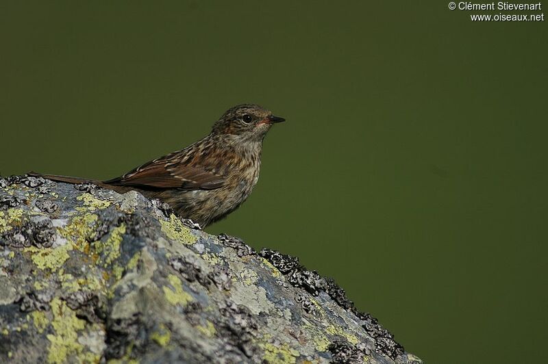 Dunnock