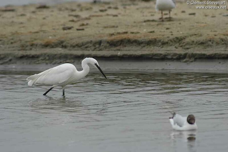 Little Egret